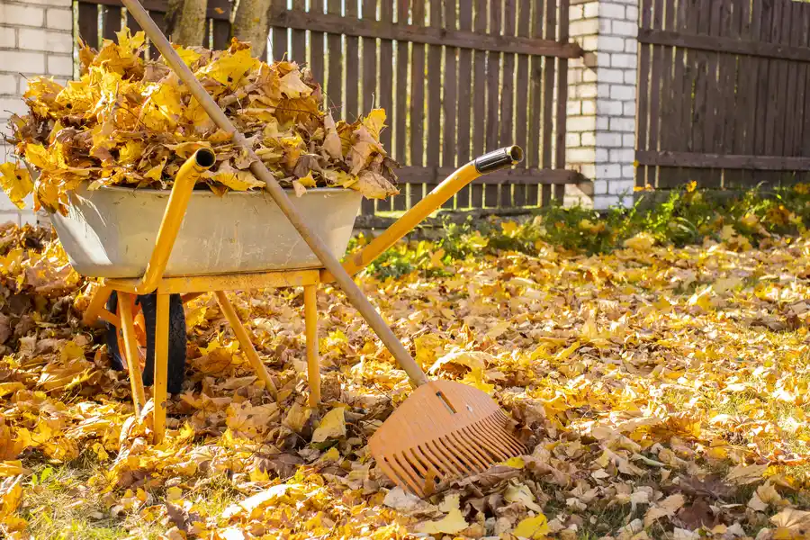The Impact Of Neglected Leaves On Lawn Care in Fort Worth TX