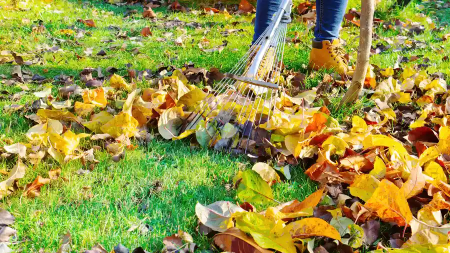 Why Leaf Cleanup Is Essential For Fall Landscaping Fort Worth TX