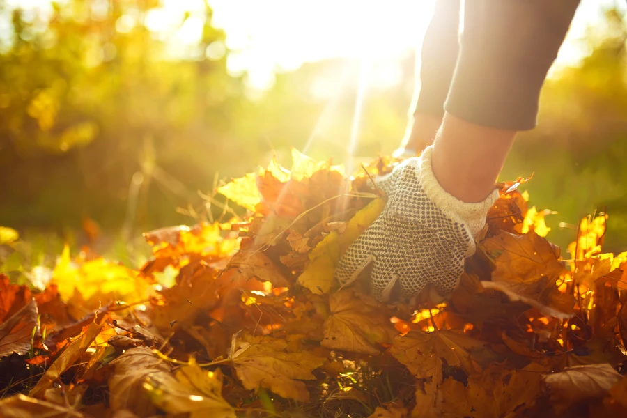 Why Leaf Cleanup Is Essential For Fall Landscaping in Fort Worth TX